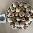 Gedroogde papaver koppen | Maat XL | Oogst 2025 | Per kilo te bestellen