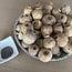 Dried poppy heads | Size XXL | Harvest 2025 | Order by the kilo