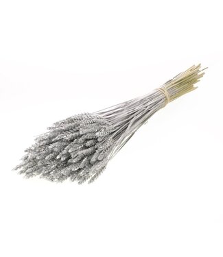 Dutch Dried Zilverkleurige Triticum - Tarwe droogbloemen | Lengte ± 70 centimeter | Gewicht ± 175 gram