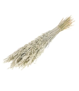 Dutch Dried White Misty Avena Hafer Trockenblumen | Länge ± 70 Zentimeter | Gewicht 150 Gramm