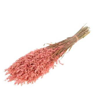 Dutch Dried Pink Avena Oats dried flowers | Length ± 70 centimetres | Weight 150 grams
