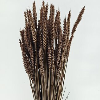 Dutch Dried Hellbraune Triticum - Weizen Trockenblumen | Länge ± 70 Zentimeter | Gewicht ± 175 Gramm