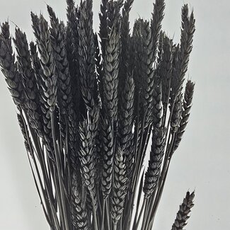 Dutch Dried Triticum Noir - Blé fleurs séchées | Longueur ± 70 centimètres | Poids ± 175 grammes