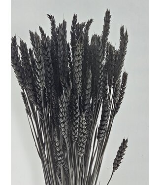 Dutch Dried Schwarzer Triticum - Weizen Trockenblumen | Länge ± 70 Zentimeter | Gewicht ± 175 Gramm