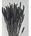 Schwarzer Triticum - Weizen Trockenblumen | Länge ± 70 Zentimeter | Gewicht ± 175 Gramm