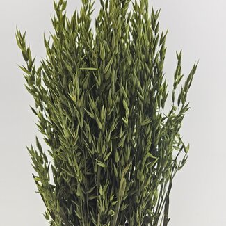 Dutch Dried Avena verte avoine fleurs séchées | Longueur ± 70 centimètres | Poids 150 grammes