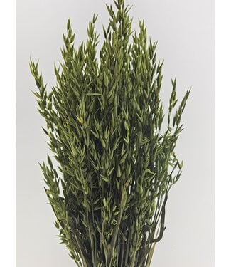 Dutch Dried Avena verte avoine fleurs séchées | Longueur ± 70 centimètres | Poids 150 grammes