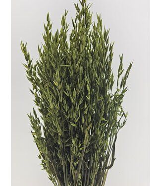 Dutch Dried Green Avena Oat dried flowers | Length ± 70 centimetres | Weight 150 grams