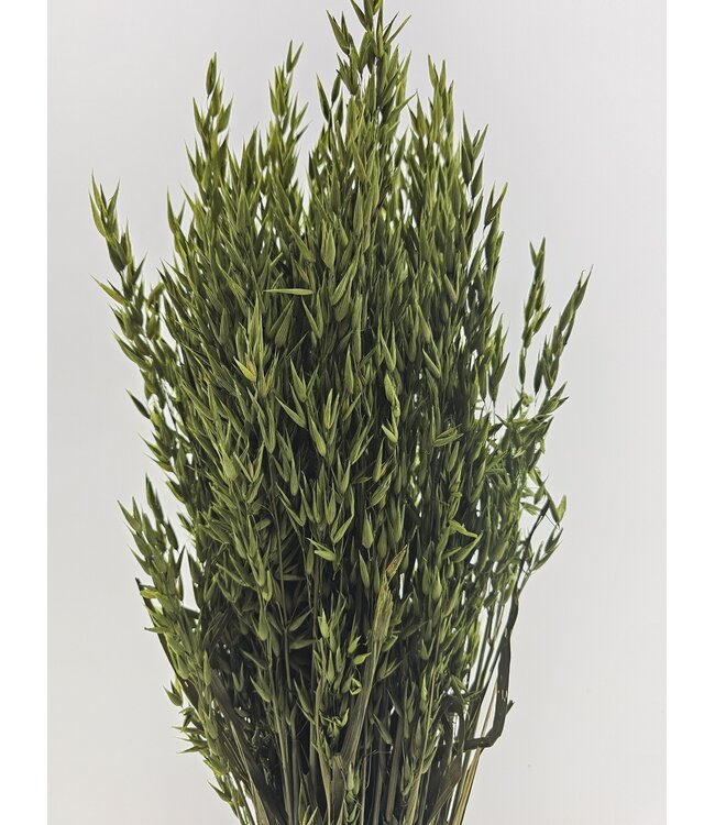 Avena verte avoine fleurs séchées | Longueur ± 70 centimètres | Poids 150 grammes