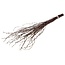 Naturel bruine Berkentakken | Lengte ± 60 centimeter | Per 20 takken