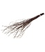 Branches de bouleau brun naturel | Longueur ± 60 centimètres | Par 20 branches
