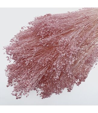 Casa Alegria Light pink bleached Broom Bloom dried flowers | Length ± 55 centimetres | Weight 150 grams