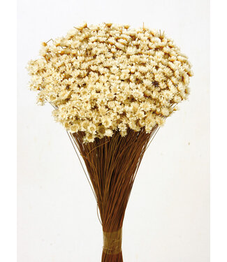 Casa Alegria White natural Glixia dried flowers | Length ± 50 centimetres | Weight ± 50 grams