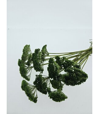 Casa Alegria Green Achillea Filipendulina dried flowers | Length ± 65 centimetres | Weight ± 100 grams