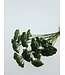 Achillée Filipendulina verte fleurs séchées | Longueur ± 65 centimètres | Poids ± 100 grammes