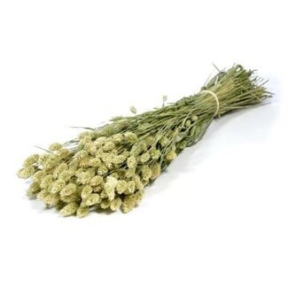 Dutch Dried Natural green Phalaris dried flowers | Length ± 65 centimetres | Weight ± 150 grams