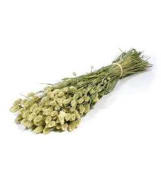 Dutch Dried Naturel groene Phalaris droogbloemen | Lengte ± 65 centimeter | Gewicht ± 150 gram