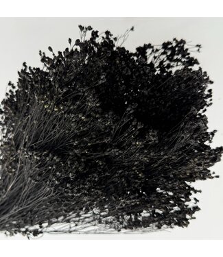 Dutch Dried Bloom de Balai Noir séché | Longueur ± 50 centimètres | Poids 100 grammes
