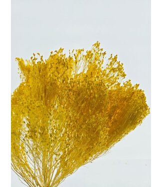 Dolce Vita Yellow Broom Bloom dried flowers | Length ± 45 centimetres | Weight 100 grams