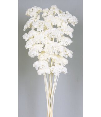 Casa Alegria White bleached Achillea Filipendulina dried flowers | Length ± 65 centimetres | Weight ± 100 grams