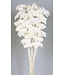 White bleached Achillea Filipendulina dried flowers | Length ± 65 centimetres | Weight ± 100 grams