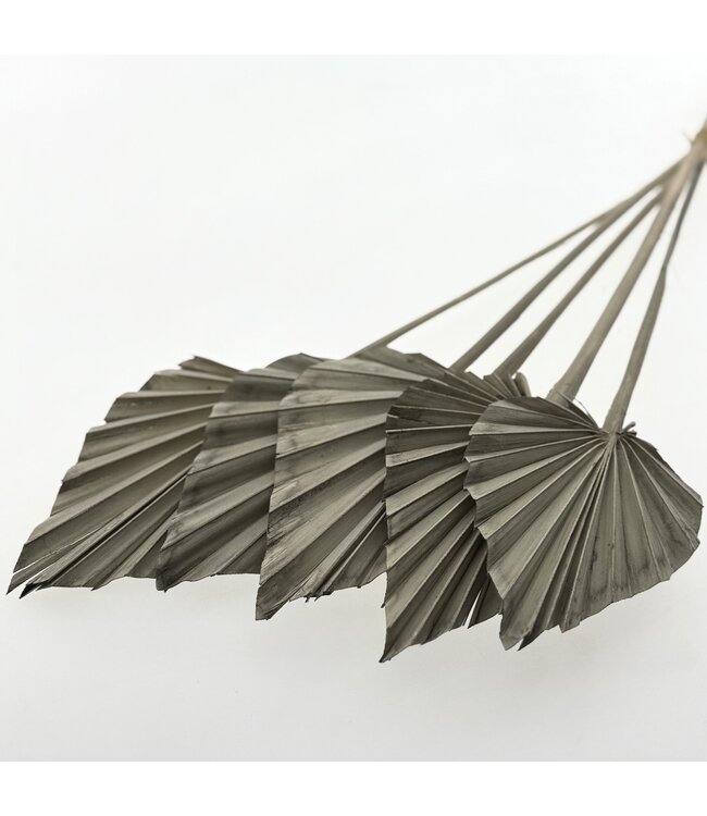 Graue getrocknete Palmenspeer | Länge ± 45 Zentimeter | Pro 5 Zweige