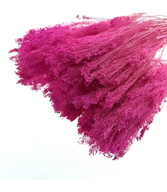 Dolce Vita Dark Pink Broom Bloom dried flowers | Length ± 50 centimetres | Weight 100 grams