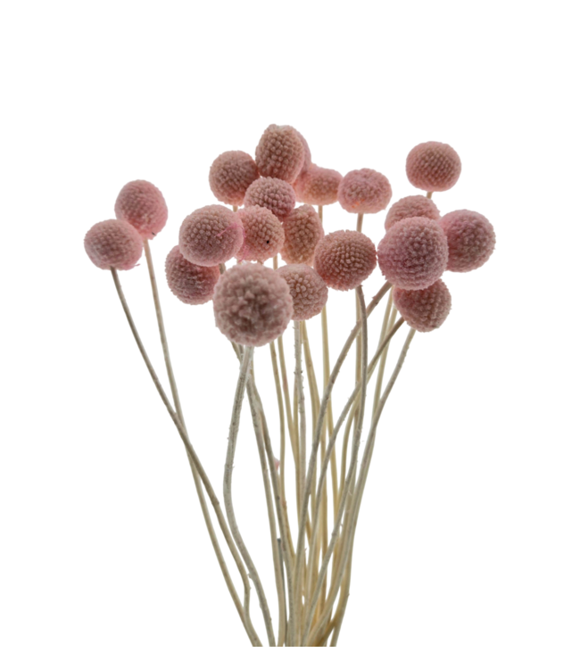 Craspedia séchées blanchies rose | Longueur ± 50 centimètres | Par 20 tiges