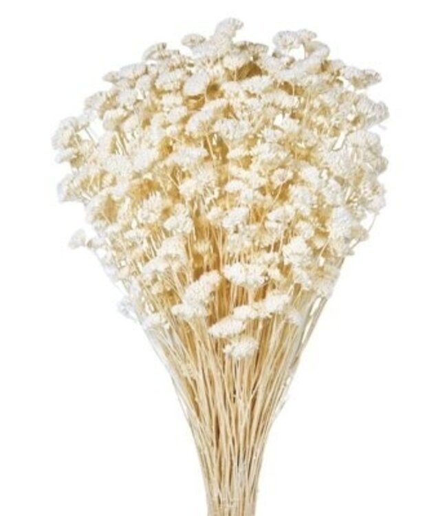 Achillea Silvestre séchées blanchies | Longueur ± 65 centimètres | Poids ± 175 grammes