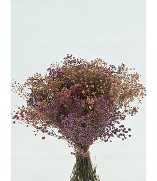 Casa Alegria Rosa Mix Gypsophila Trockenblumen | Konserviertes Schleierkraut | Länge ± 65 Zentimeter | Pro 100 Gramm