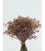 Gypsophile séchée Rose Mix | Gypsophile préservée | Longueur ± 65 centimètres | Par 100 grammes