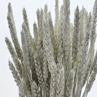 Dutch Dried White Misty Triticum - Tarwe droogbloemen | Lengte ± 70 centimeter | Gewicht ± 175 gram