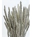 White Misty Triticum - Blé fleurs séchées | Longueur ± 70 centimètres | Poids ± 175 grammes