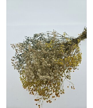 Casa Alegria Gelb-weiße Mischung Gypsophila Trockenblumen | Konserviertes Schleierkraut | Länge ± 65 Zentimeter | Pro 100 Gramm