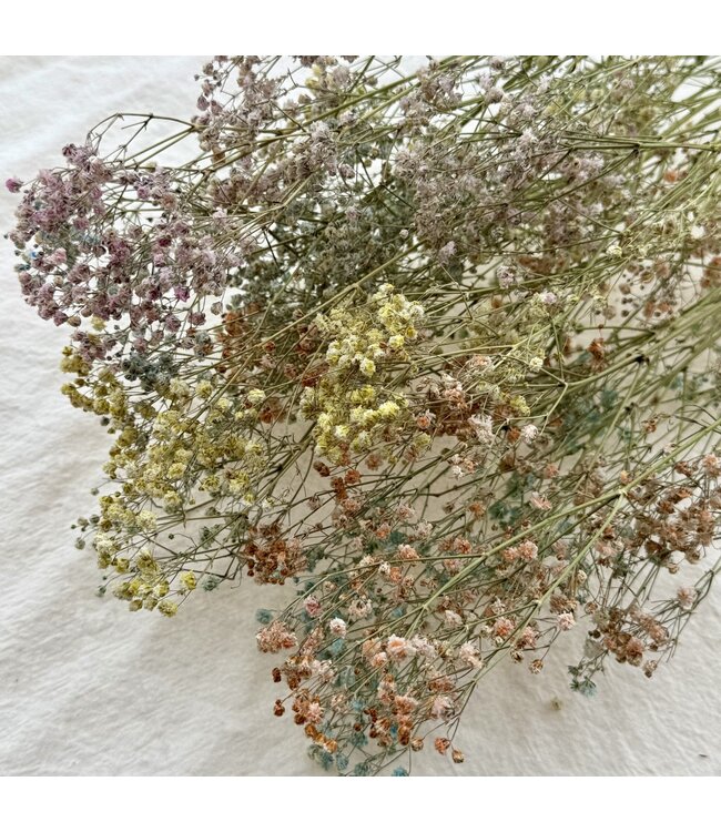 Pastellfarbene Gypsophila Trockenblumen | Getrocknetes Schleierkraut | Länge ± 65 Zentimeter | Pro 5 Zweige