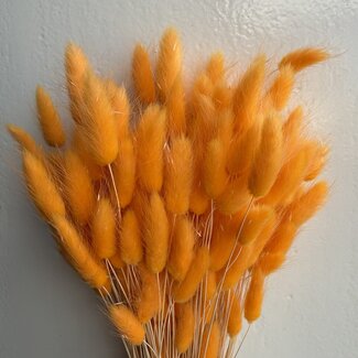 Dutch Dried Bright Salmon Lagurus droogbloemen | Lengte ± 65 centimeter | Gewicht ± 100 gram