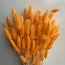 Bright Salmon Lagurus dried flowers | Length ± 65 centimetres | Weight ± 100 grams