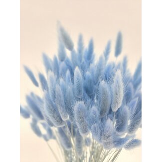 Dolce Vita Lichtblauwe Lagurus droogbloemen | Lengte ± 65 centimeter | Gewicht ± 100 gram