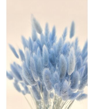 Dolce Vita Light blue Lagurus dried flowers | Length ± 65 centimetres | Weight ± 100 grams