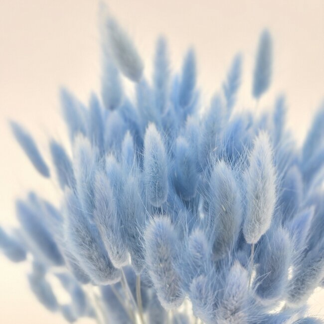 Hellblaue Lagurus Trockenblumen | Länge ± 65 Zentimeter | Gewicht ± 100 Gramm