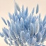 Lichtblauwe Lagurus droogbloemen | Lengte ± 65 centimeter | Gewicht ± 100 gram