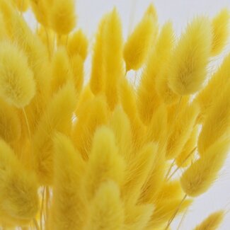 Dolce Vita Yellow Lagurus dried flowers | Length ± 65 centimetres | Weight ± 100 grams