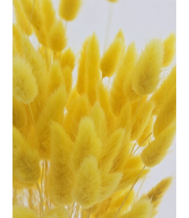 Yellow Lagurus dried flowers | Length ± 65 centimetres | Weight ± 100 grams