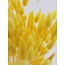 Gele Lagurus droogbloemen | Lengte ± 65 centimeter | Gewicht ± 100 gram