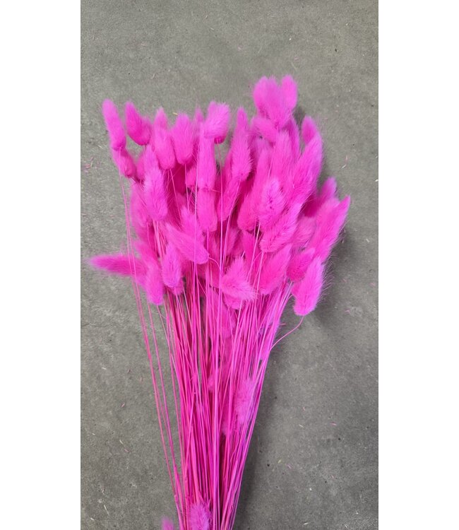 Lagurus séchées rose foncé | Longueur ± 65 centimètres | Poids ± 100 grammes