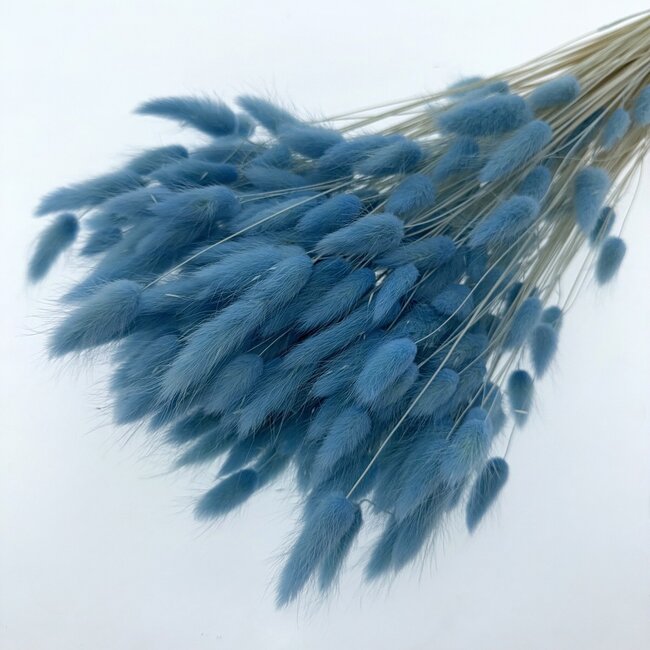 Blauwe Lagurus droogbloemen | Lengte ± 65 centimeter | Gewicht ± 100 gram