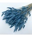 Blue Lagurus dried flowers | Length ± 65 centimetres | Weight ± 100 grams