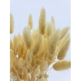 Dolce Vita Lichtgele Lagurus droogbloemen | Lengte ± 65 centimeter | Gewicht ± 100 gram
