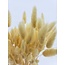 Lichtgele Lagurus droogbloemen | Lengte ± 65 centimeter | Gewicht ± 100 gram