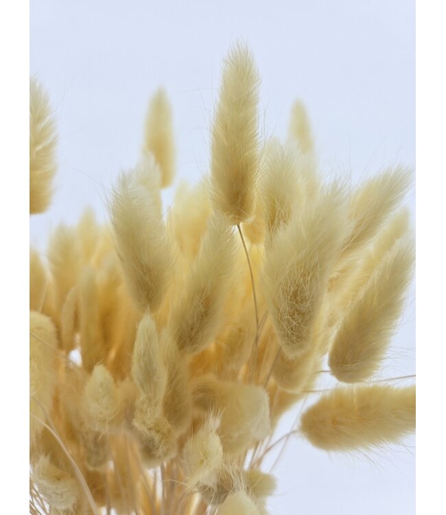 Lagurus séché jaune clair | Longueur ± 65 centimètres | Poids ± 100 grammes